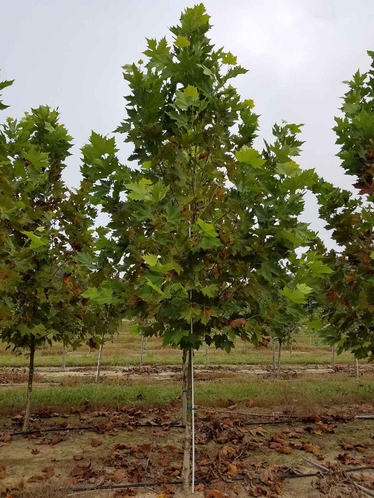 platanus-x-acerifolia-morton-circle-london-sycamore-exclamation-london-plane-tree