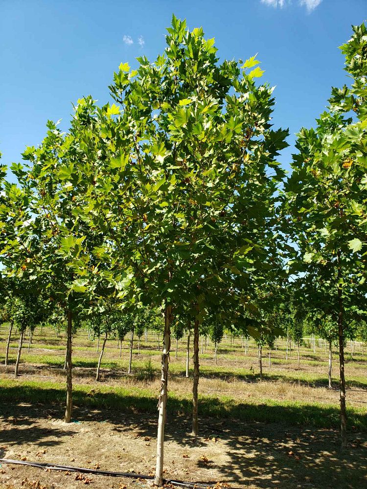 platanus-x-acerifolia-morton-circle-london-sycamore-exclamation-london-plane-tree