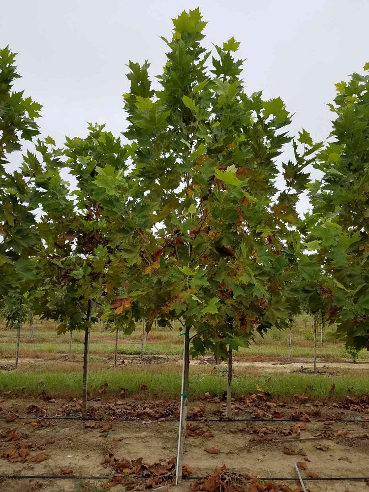 platanus-x-acerifolia-morton-circle-london-sycamore-exclamation-london-plane-tree