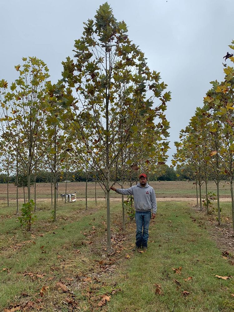 platanus-x-acerifolia-morton-circle-london-sycamore-exclamation-london-plane-tree