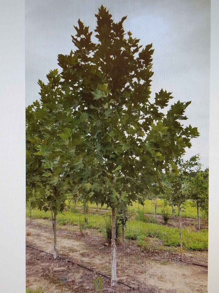 platanus-x-acerifolia-morton-circle-london-sycamore-exclamation-london-plane-tree