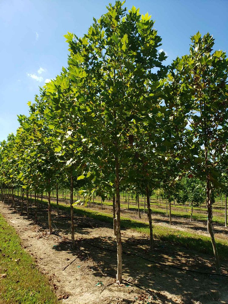 platanus-x-acerifolia-morton-circle-london-sycamore-exclamation-london-plane-tree