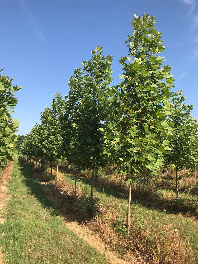 platanus-x-acerifolia-morton-circle-london-sycamore-exclamation-london-plane-tree