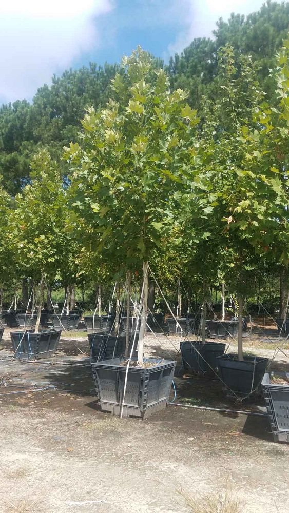 platanus-x-acerifolia-morton-circle-london-sycamore-exclamation-london-plane-tree