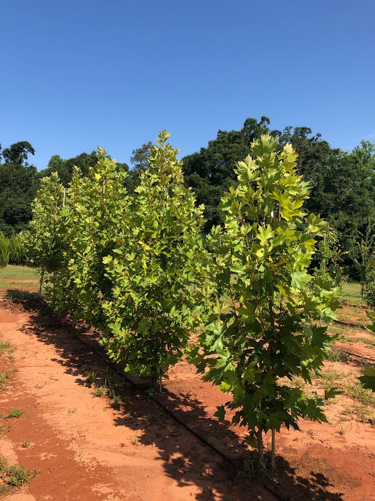platanus-x-acerifolia-morton-circle-london-sycamore-exclamation-london-plane-tree