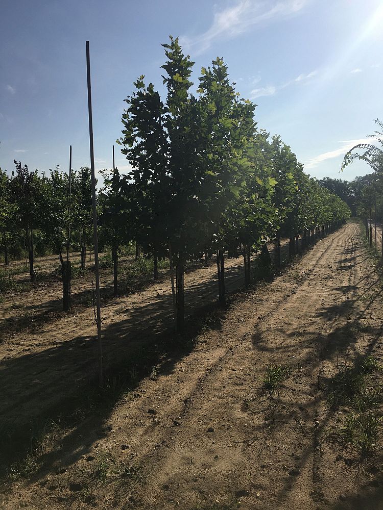 platanus-x-acerifolia-morton-circle-london-sycamore-exclamation-london-plane-tree