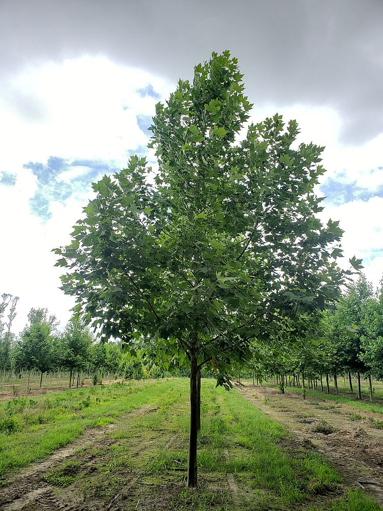 platanus-x-acerifolia-morton-circle-london-sycamore-exclamation-london-plane-tree