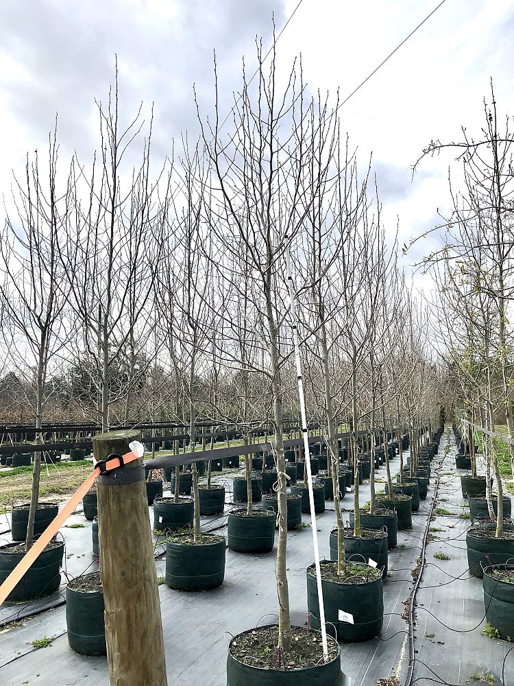 platanus-x-acerifolia-morton-circle-london-sycamore-exclamation-london-plane-tree