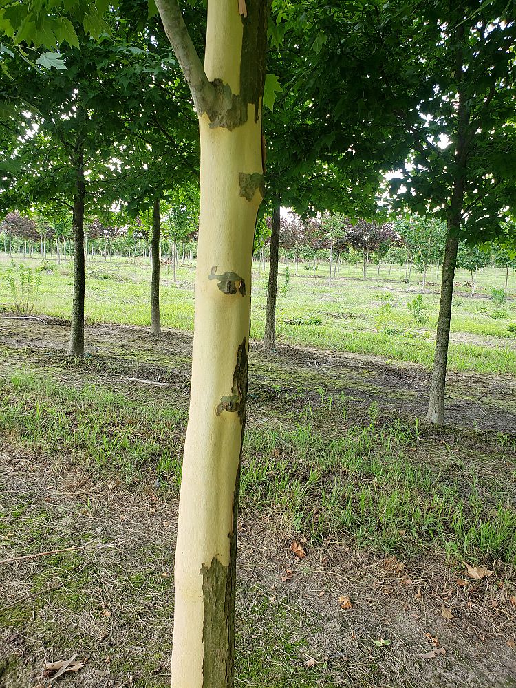 platanus-x-acerifolia-morton-circle-london-sycamore-exclamation-london-plane-tree