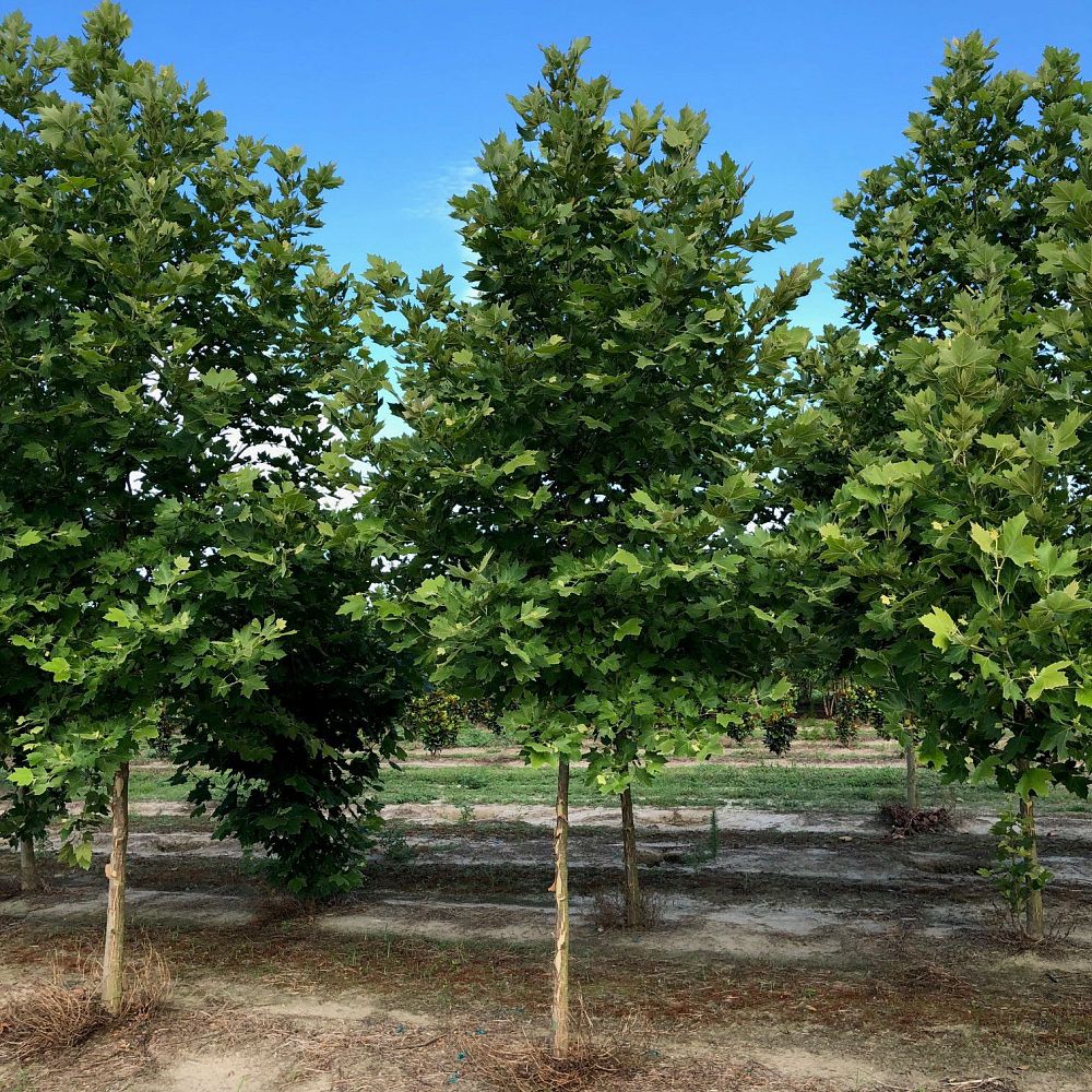 platanus-x-acerifolia-morton-circle-london-sycamore-exclamation-london-plane-tree