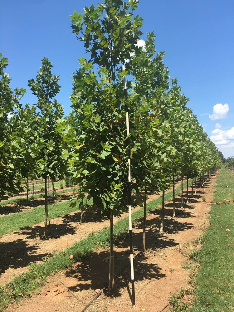 platanus-x-acerifolia-morton-circle-london-sycamore-exclamation-london-plane-tree