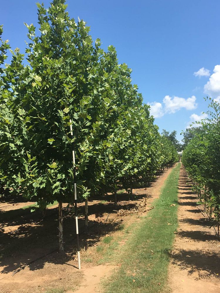 platanus-x-acerifolia-morton-circle-london-sycamore-exclamation-london-plane-tree