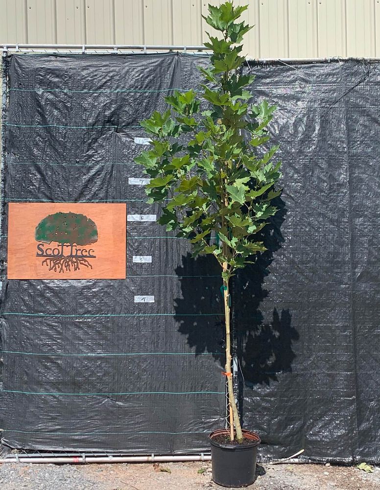 platanus-x-acerifolia-morton-circle-london-sycamore-exclamation-london-plane-tree