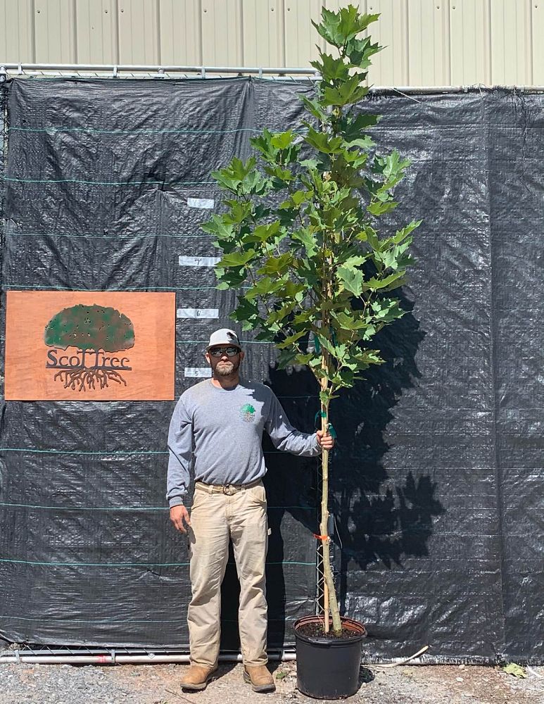 platanus-x-acerifolia-morton-circle-london-sycamore-exclamation-london-plane-tree