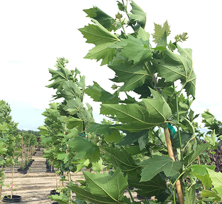 platanus-x-acerifolia-morton-circle-london-sycamore-exclamation-london-plane-tree