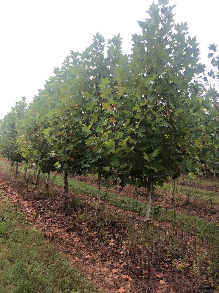 platanus-x-acerifolia-morton-circle-london-sycamore-exclamation-london-plane-tree