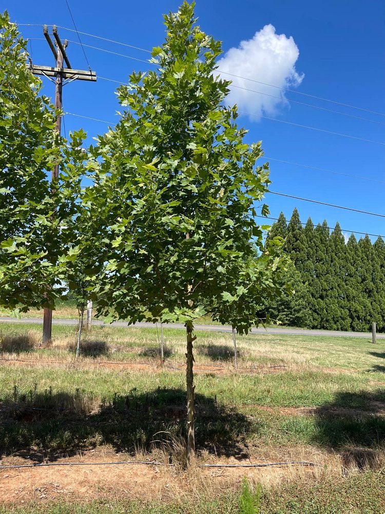 platanus-x-acerifolia-morton-circle-london-sycamore-exclamation-london-plane-tree