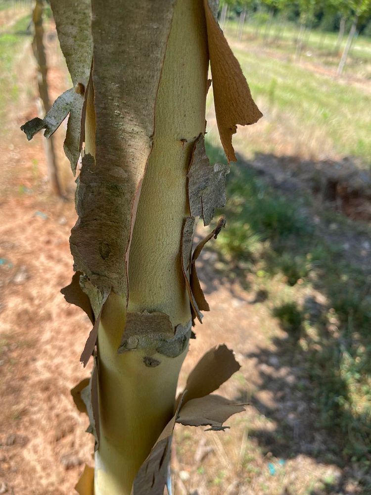platanus-x-acerifolia-morton-circle-london-sycamore-exclamation-london-plane-tree