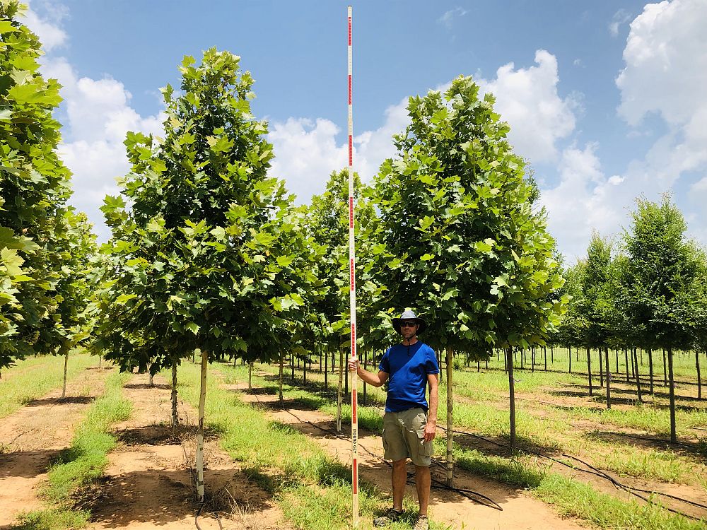 platanus-x-acerifolia-morton-circle-london-sycamore-exclamation-london-plane-tree