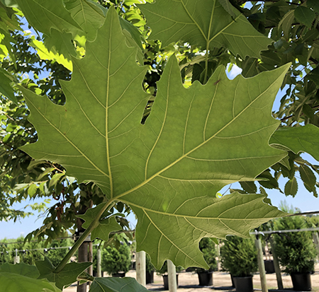 platanus-x-acerifolia-morton-circle-london-sycamore-exclamation-london-plane-tree