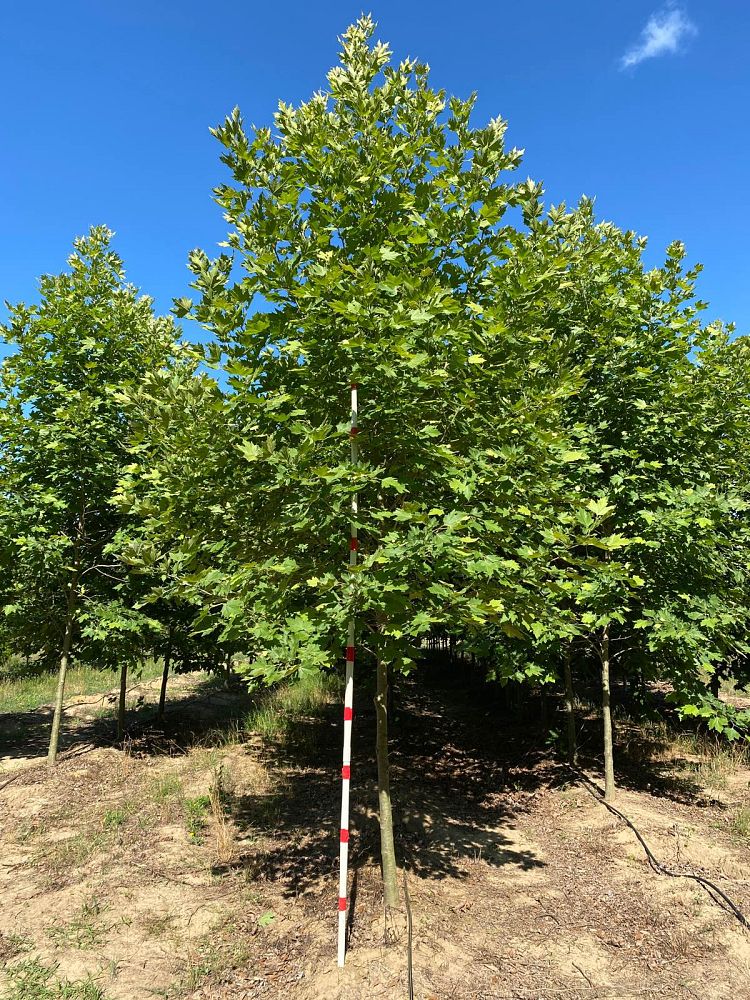 platanus-x-acerifolia-morton-circle-london-sycamore-exclamation-london-plane-tree