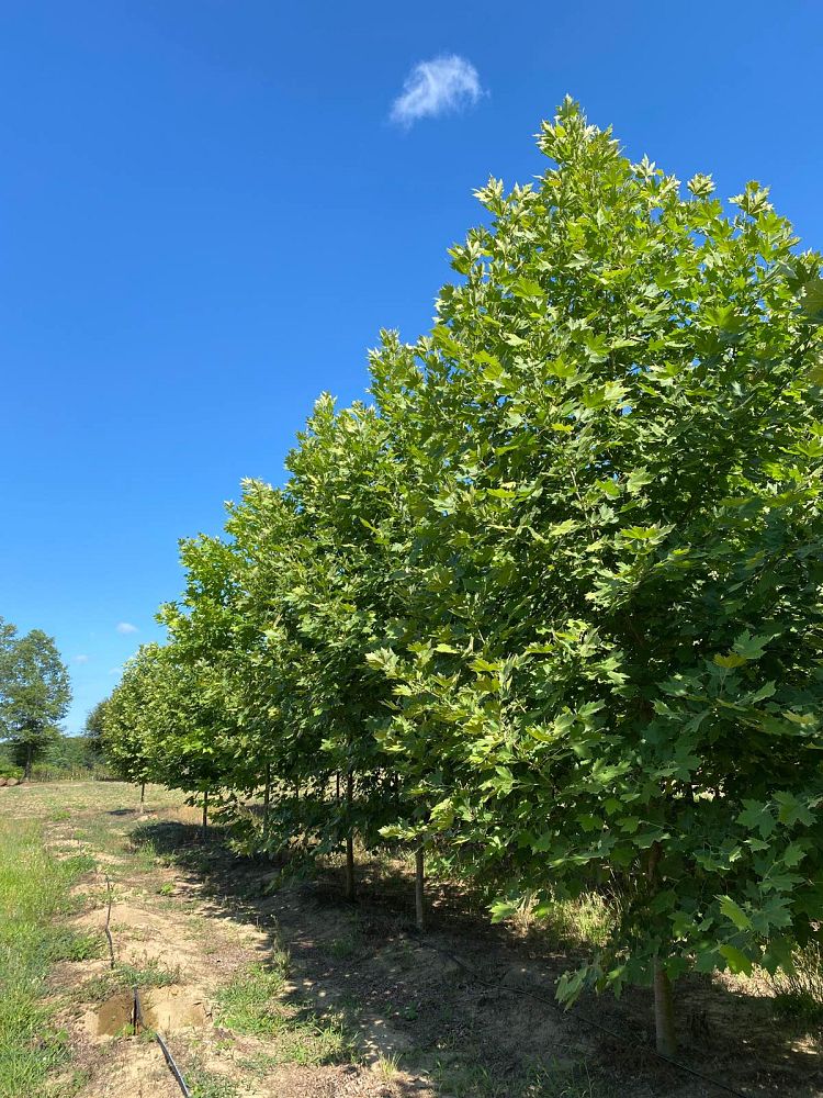 platanus-x-acerifolia-morton-circle-london-sycamore-exclamation-london-plane-tree