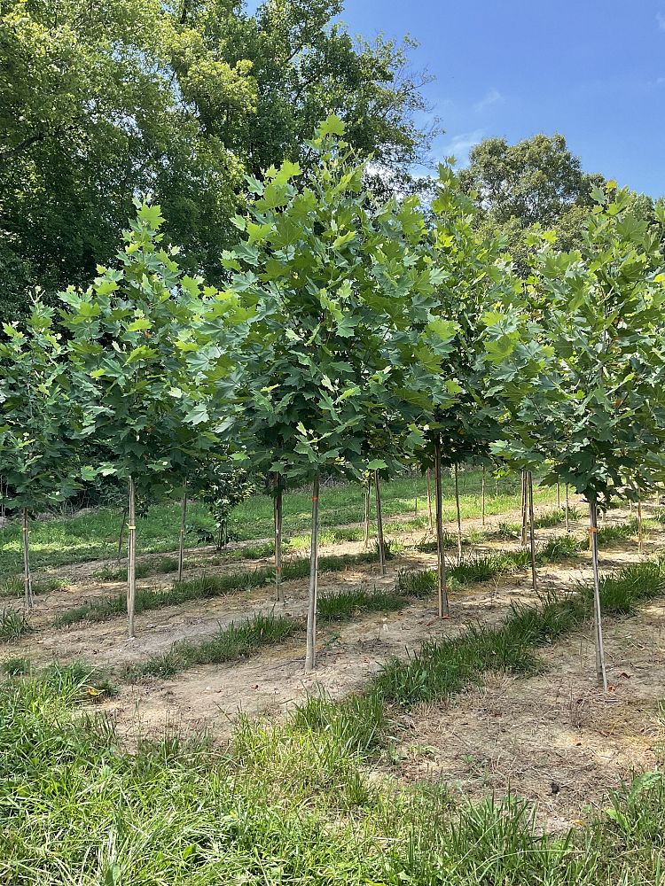 platanus-x-acerifolia-morton-circle-london-sycamore-exclamation-london-plane-tree