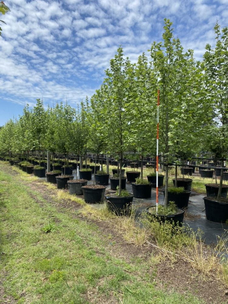 platanus-x-acerifolia-morton-circle-london-sycamore-exclamation-london-plane-tree