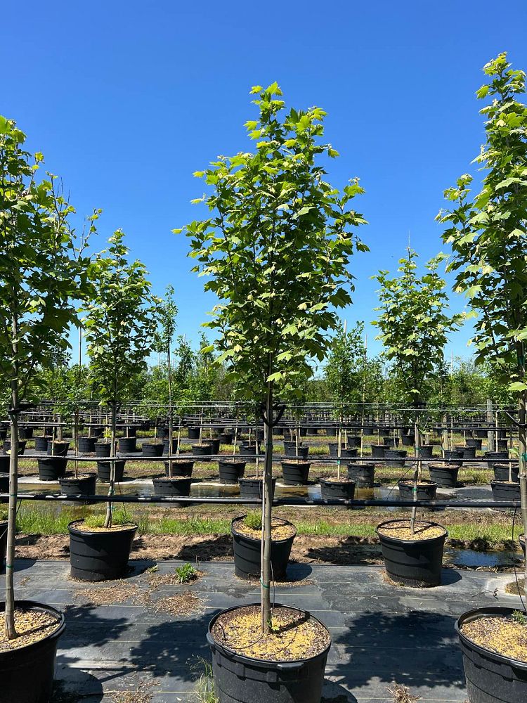 platanus-x-acerifolia-morton-circle-london-sycamore-exclamation-london-plane-tree