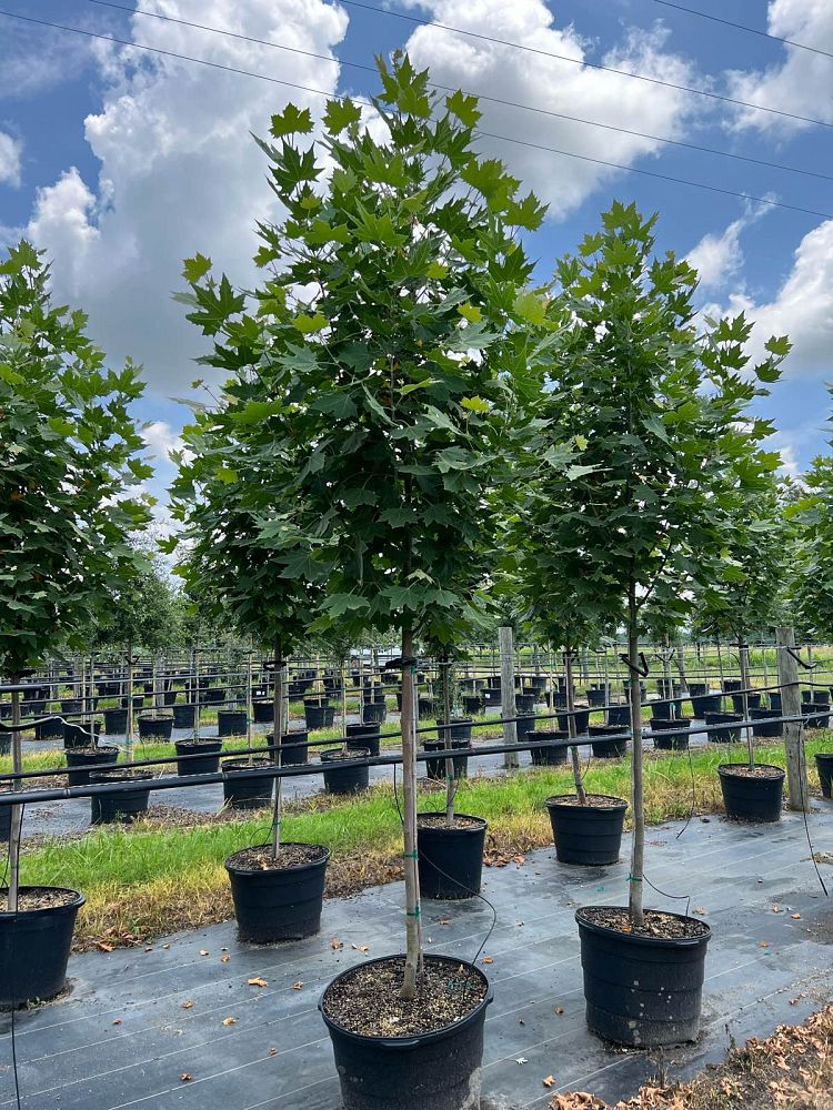 platanus-x-acerifolia-morton-circle-london-sycamore-exclamation-london-plane-tree