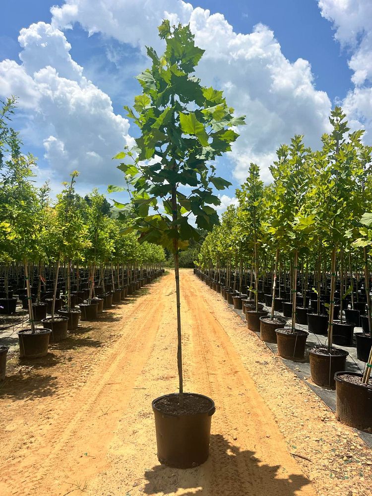 platanus-x-acerifolia-morton-circle-london-sycamore-exclamation-london-plane-tree