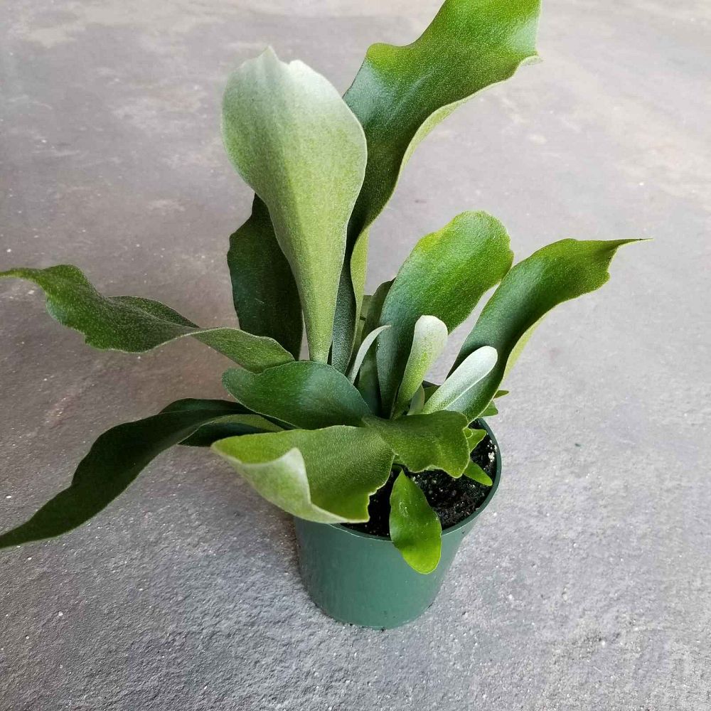 platycerium-bifurcatum-netherlands-staghorn-fern