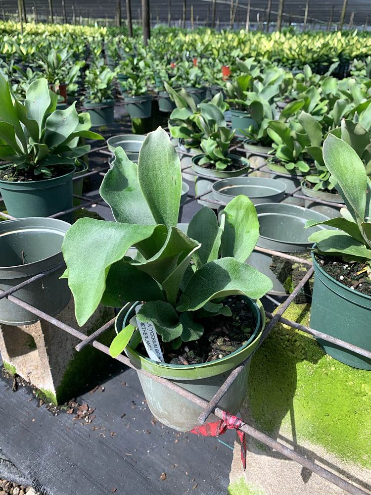 platycerium-bifurcatum-netherlands-staghorn-fern