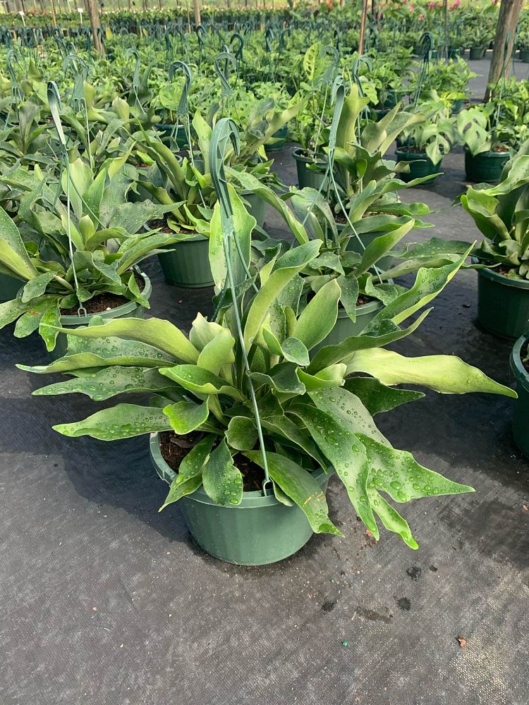 platycerium-bifurcatum-netherlands-staghorn-fern