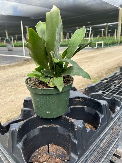 platycerium-bifurcatum-netherlands-staghorn-fern