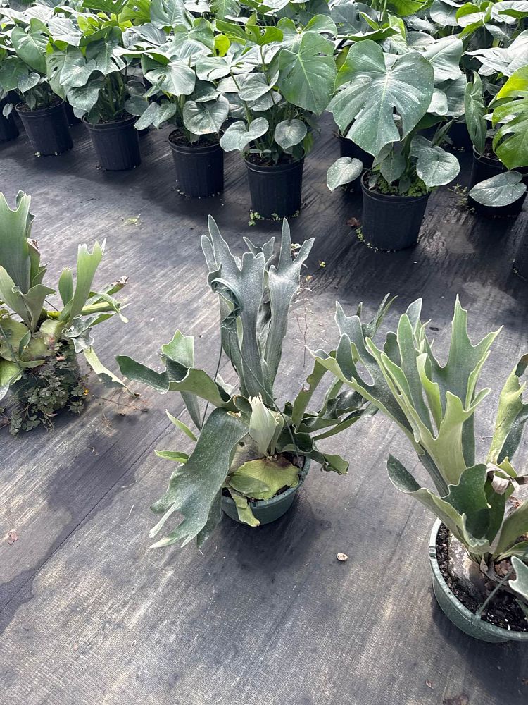 platycerium-bifurcatum-netherlands-staghorn-fern