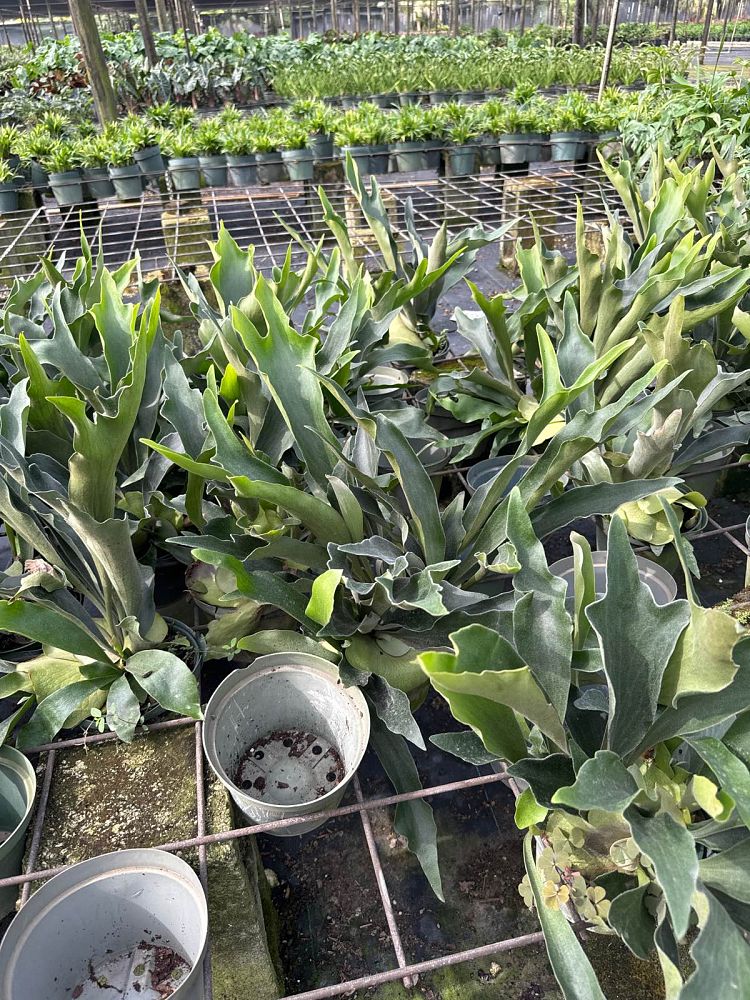 platycerium-bifurcatum-netherlands-staghorn-fern