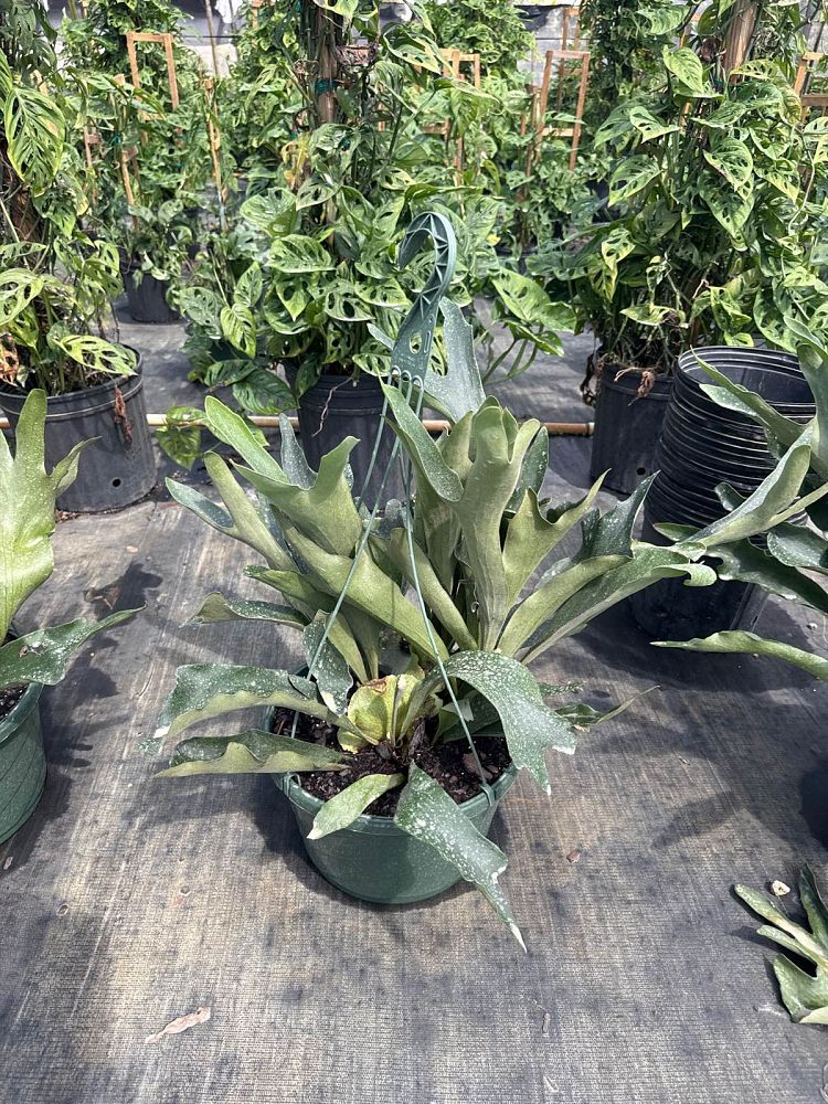 platycerium-bifurcatum-netherlands-staghorn-fern