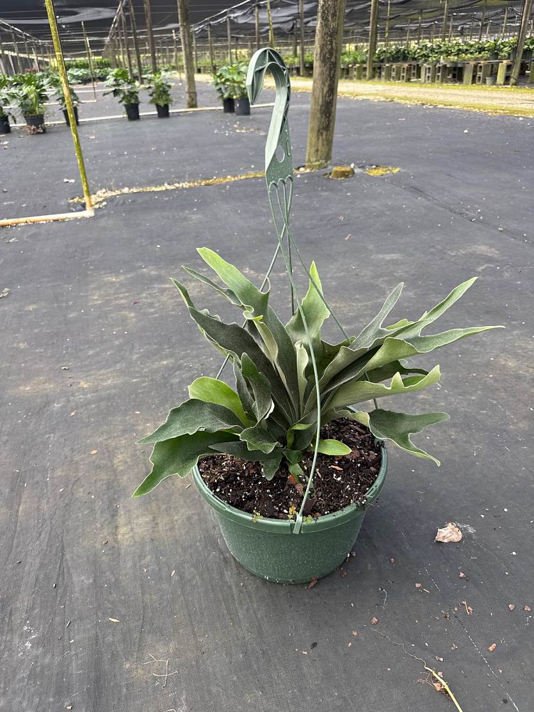 platycerium-bifurcatum-netherlands-staghorn-fern
