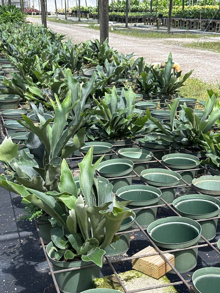 platycerium-bifurcatum-netherlands-staghorn-fern