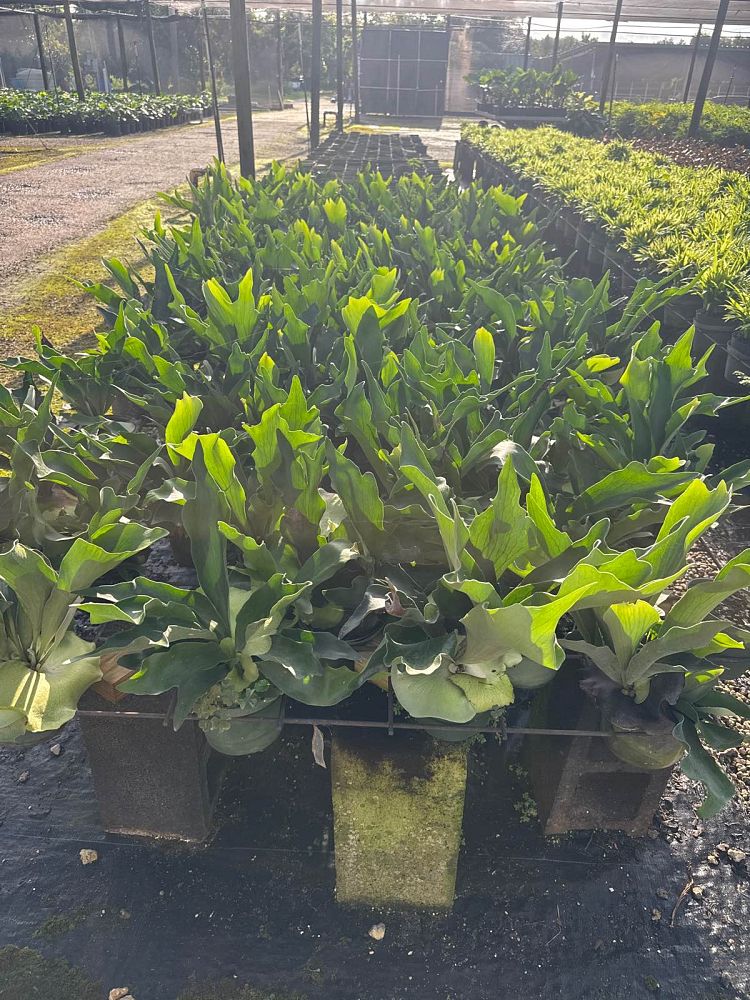 platycerium-bifurcatum-netherlands-staghorn-fern