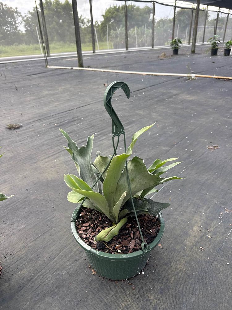 platycerium-bifurcatum-netherlands-staghorn-fern