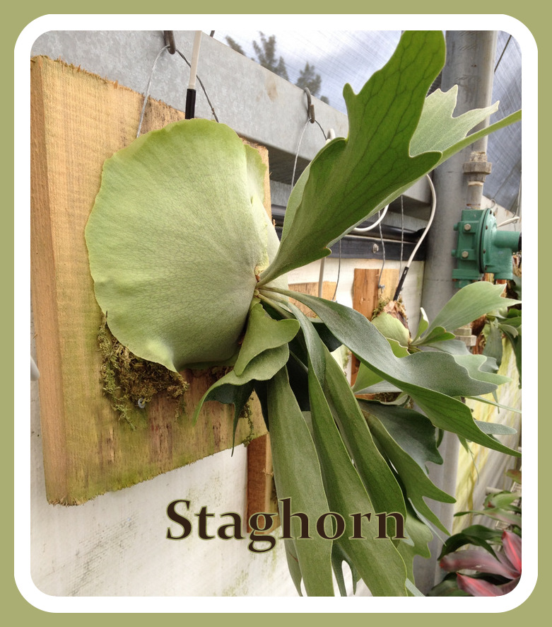 platycerium-bifurcatum-staghorn-fern