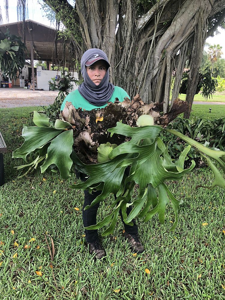 platycerium-bifurcatum-staghorn-fern