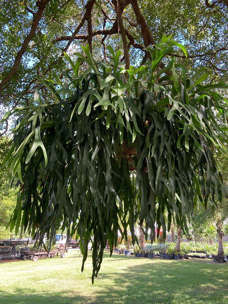 platycerium-bifurcatum-staghorn-fern