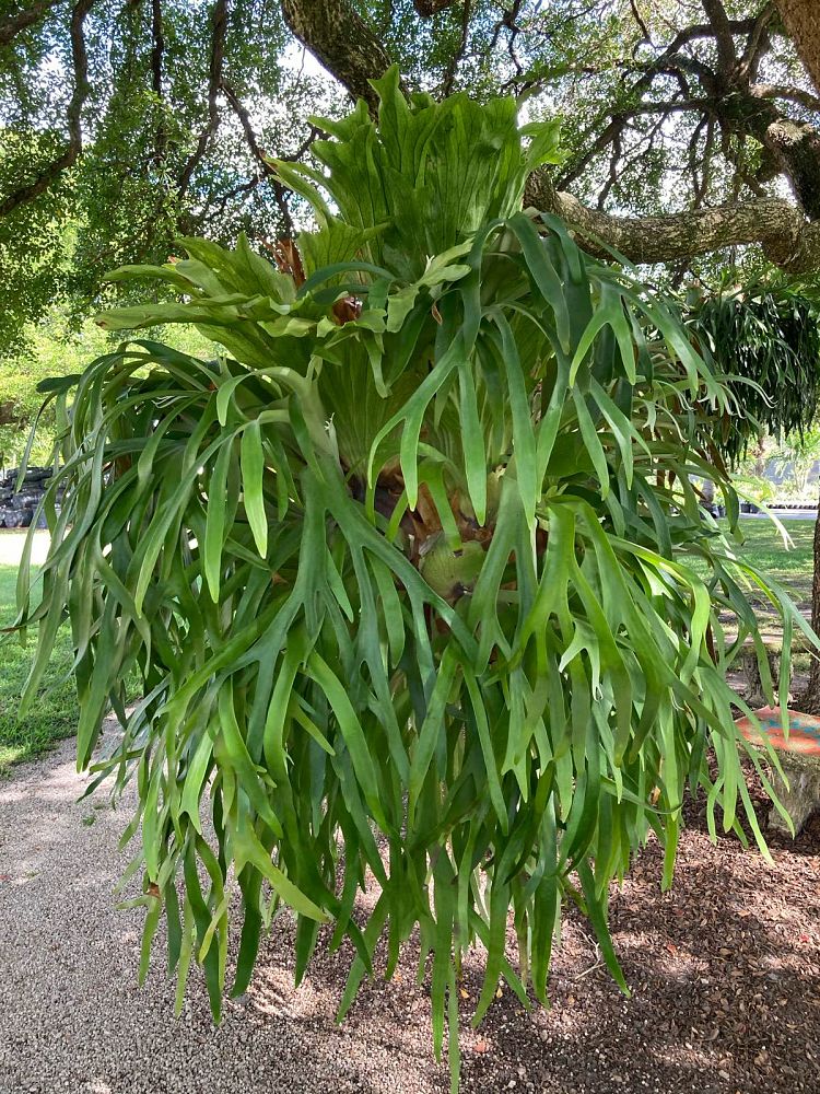 platycerium-bifurcatum-staghorn-fern