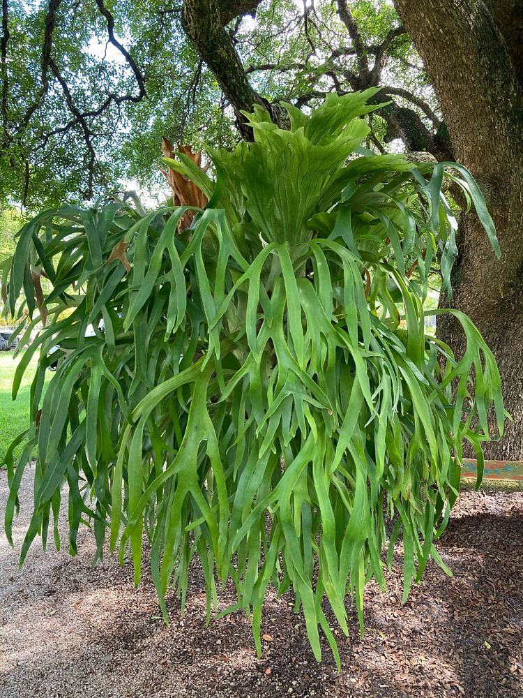platycerium-bifurcatum-staghorn-fern