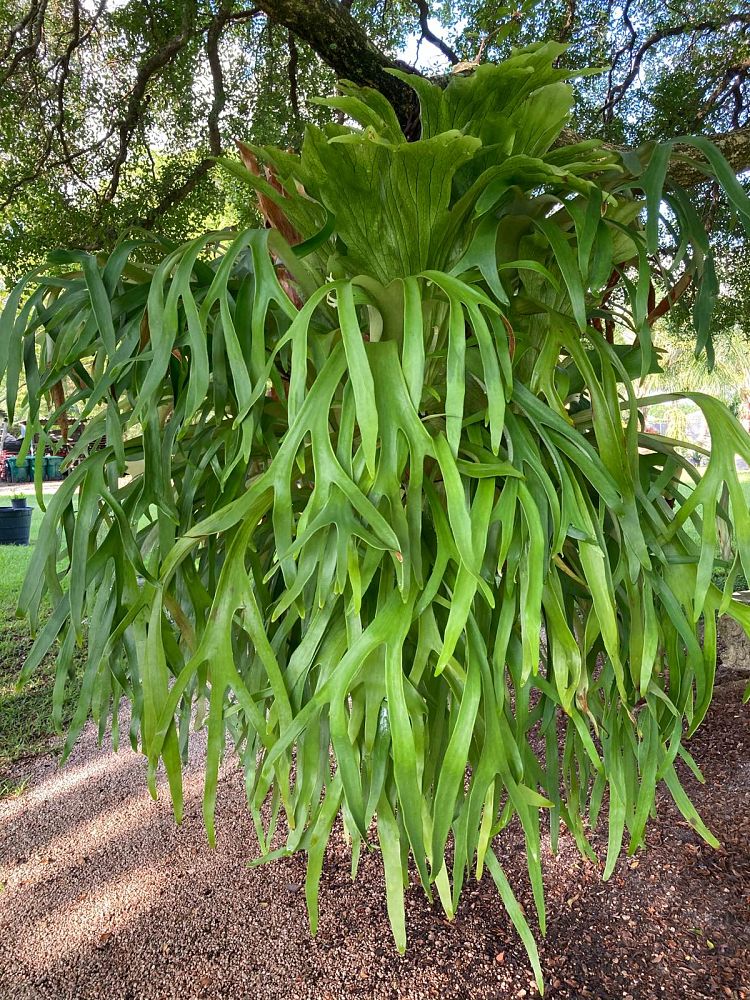 platycerium-bifurcatum-staghorn-fern
