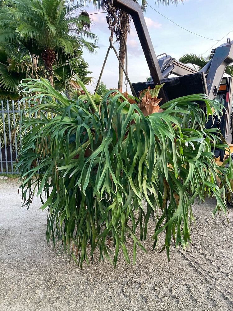 platycerium-bifurcatum-staghorn-fern