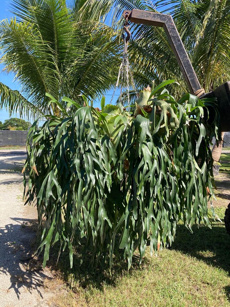 platycerium-bifurcatum-staghorn-fern